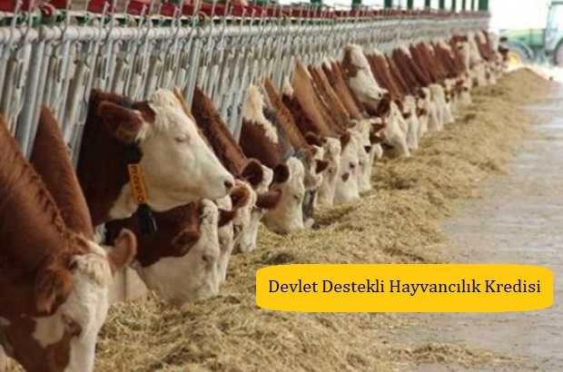 Devlet Destekli Hayvancılık 2019